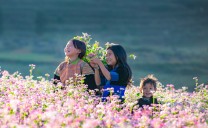 Ngắm hoa tam giác mạch nở rộ khắp các bản làng Hà Giang