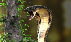 Top 3+ loài rắn lớn nhất thế giới khiến con người khiếp đảm