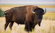 Tiếp cận bò rừng bison để chụp ảnh, cô gái suýt mất mạng