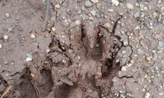 Xuất hiện vết chân được cho là của 2 con hổ tại Sơn La