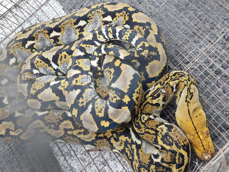 Python reticulatus có chiều dài trung bình từ 3-6m