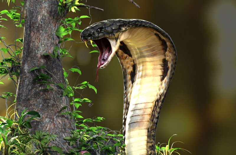 Rắn Hổ mang chúa là một trong những loài rắn độc lớn nhất thế giới