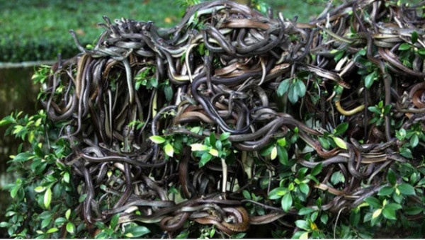 Vì có quá nhiều rắn độc, hòn đảo Ilha da Queimada đã nghiêm cấm người dân và khách du lịch đặt chân đến