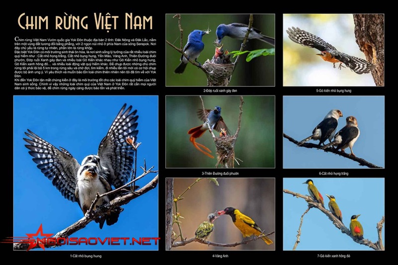Chim rừng Việt Nam