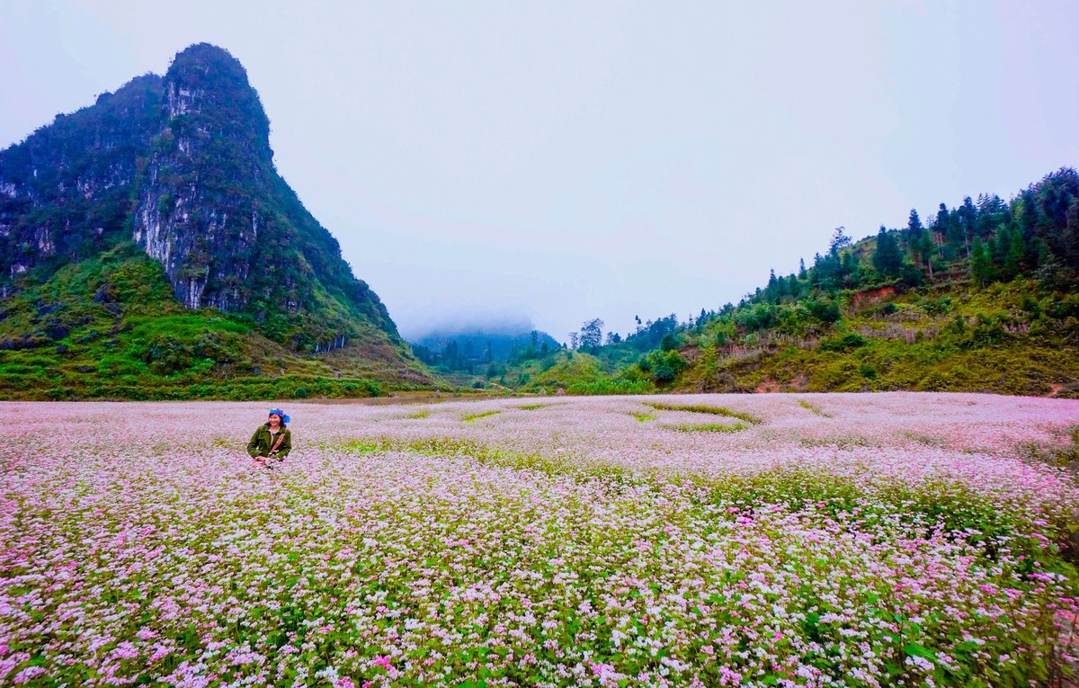 Cánh hoa mỏng manh, nhỏ bé đan xen giữa núi giữa rừng hùng vĩ khiến du khách ngẩn ngơ quên lối về