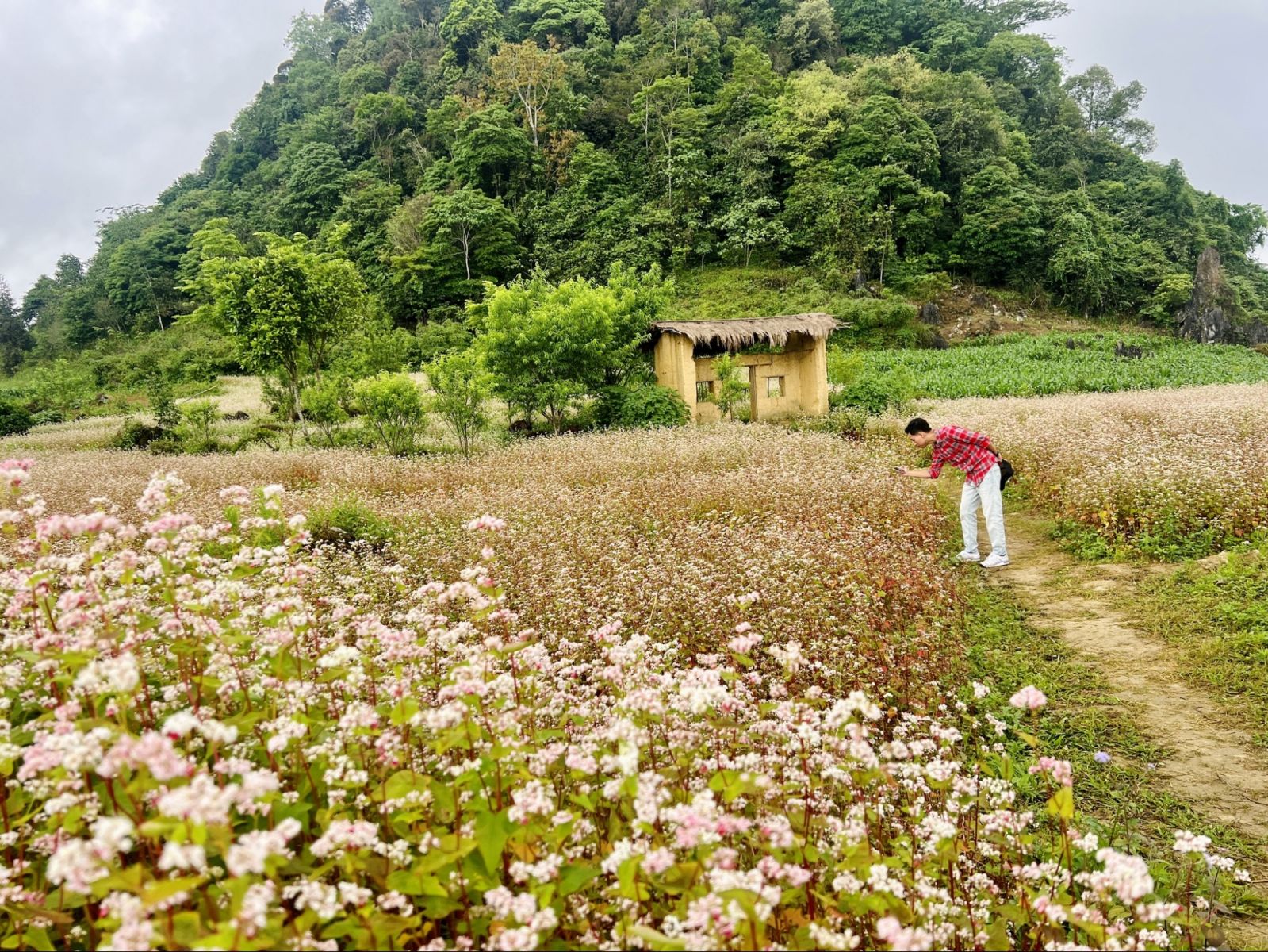 Hoa tam giác mạch nở rộn báo hiệu Hà Giang đang vào mùa du lịch, khoảng thời gian đẹp nhất trong năm