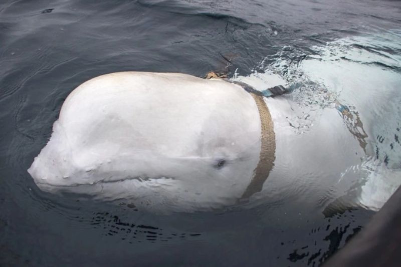Cá voi trắng xuất hiện ở Thuỵ Điển bị nghi là 