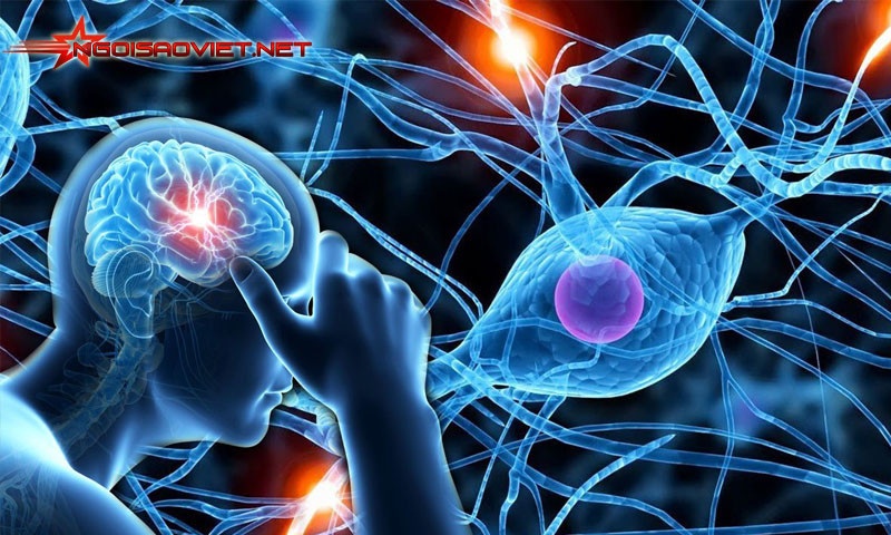Hệ thần kinh là một cơ quan phân hóa cao nhất ở cơ thể người