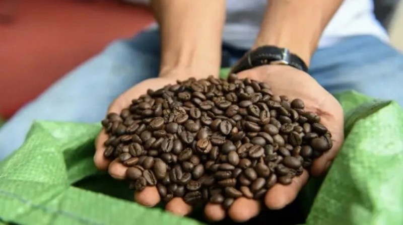 Giá hạt cà phê robusta đang có xu hướng tăng trong thời gian tới